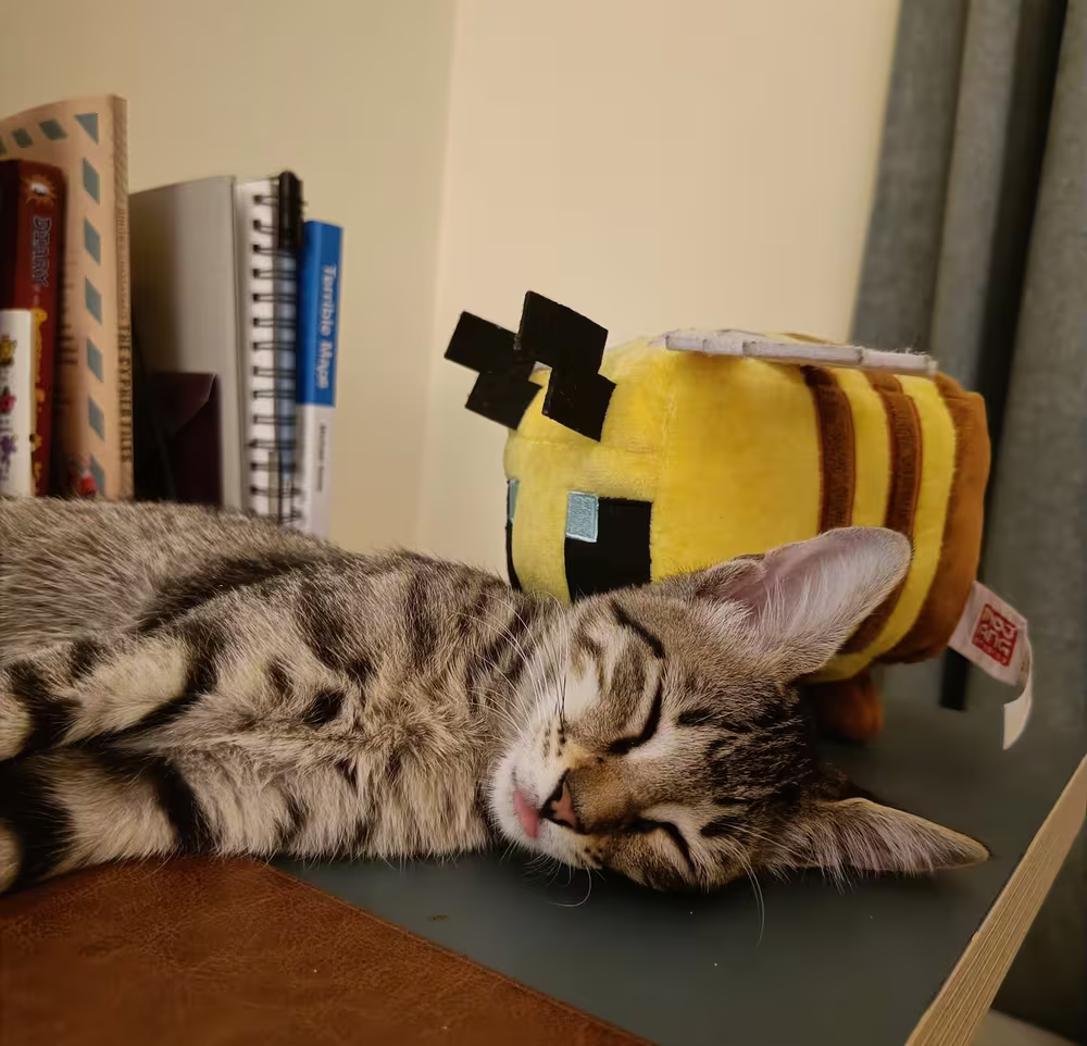 That's my cat. She's Radio.